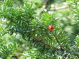 Taxus